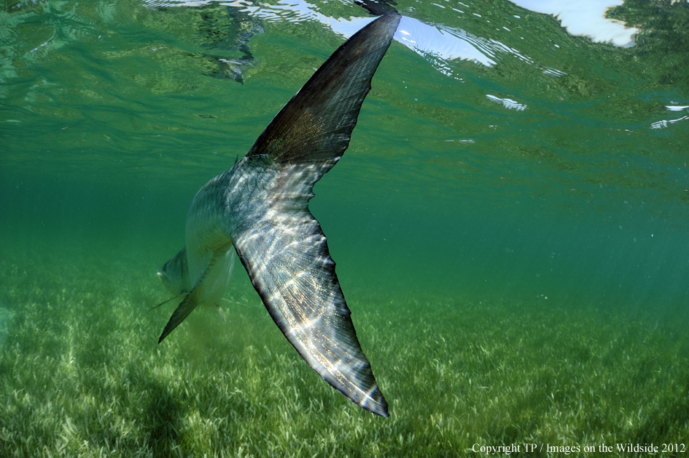 Tarpon in water. 