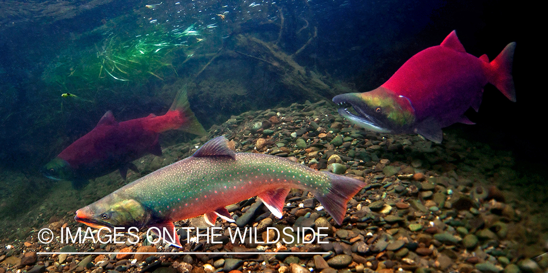 Dolly Varden (Nushagak River, Alaska)