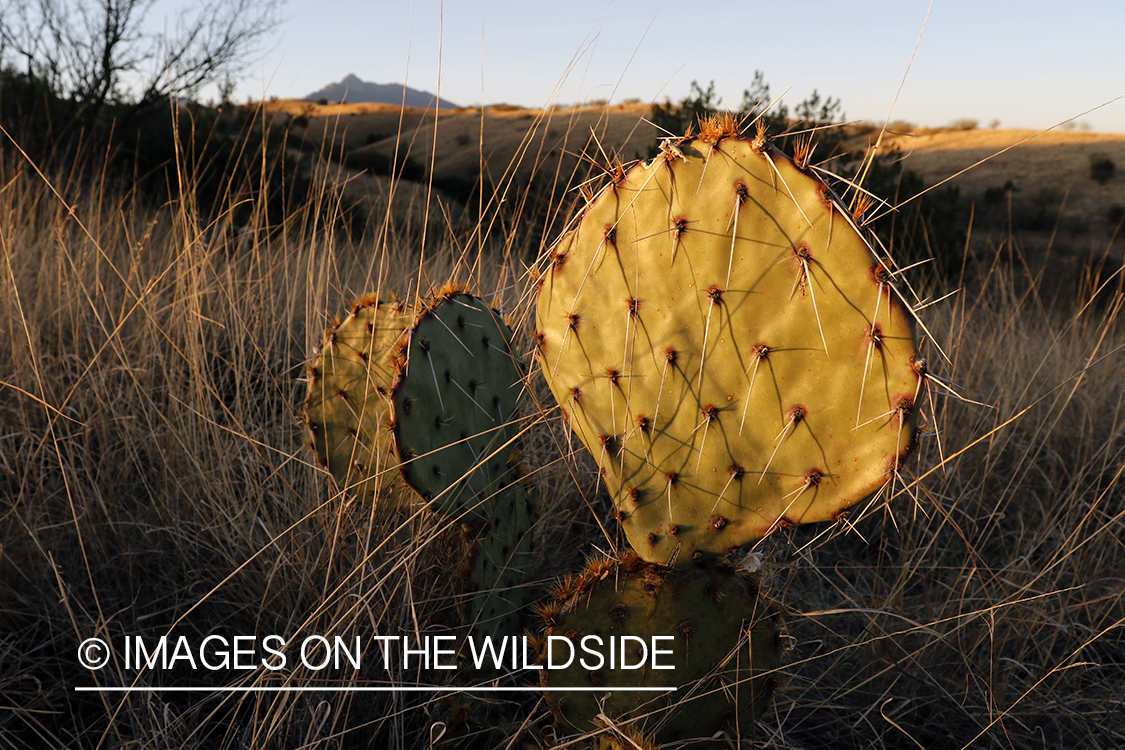 Cactus in field.