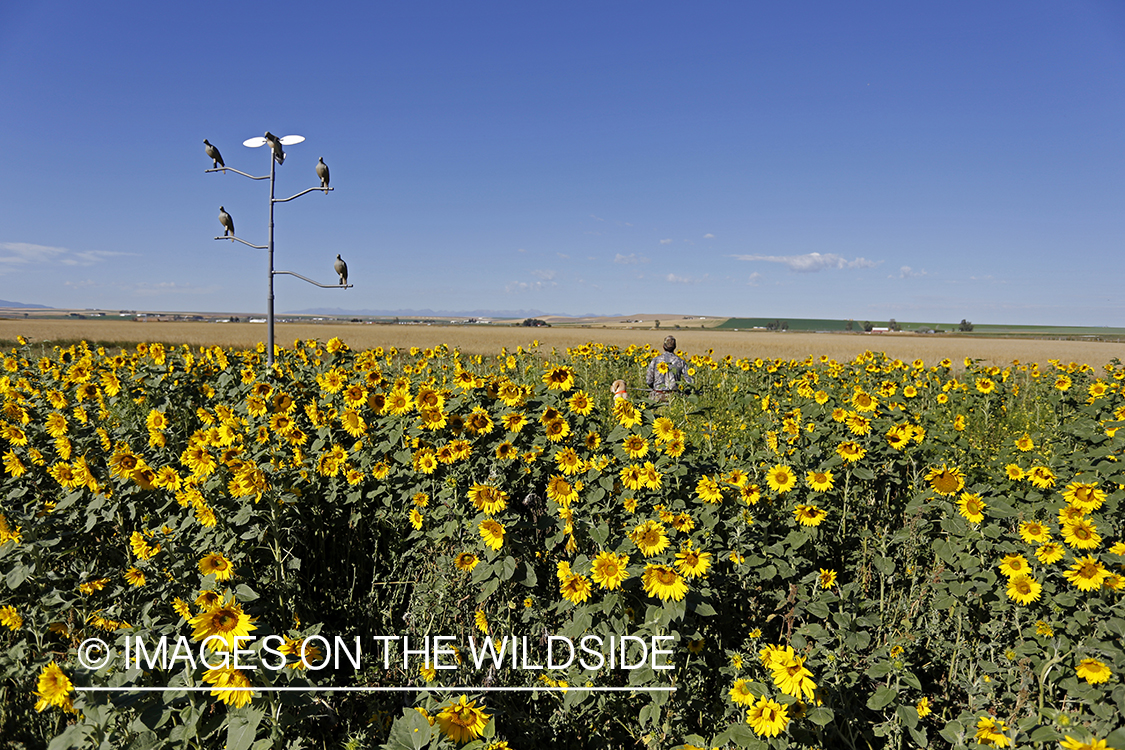 Dove decoy on tree stand with dove hunter in sunflower field.