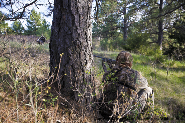Hunter with (Merriam's) turkey in sights