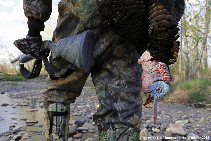 Turkey hunter in field with bagged turkey.
