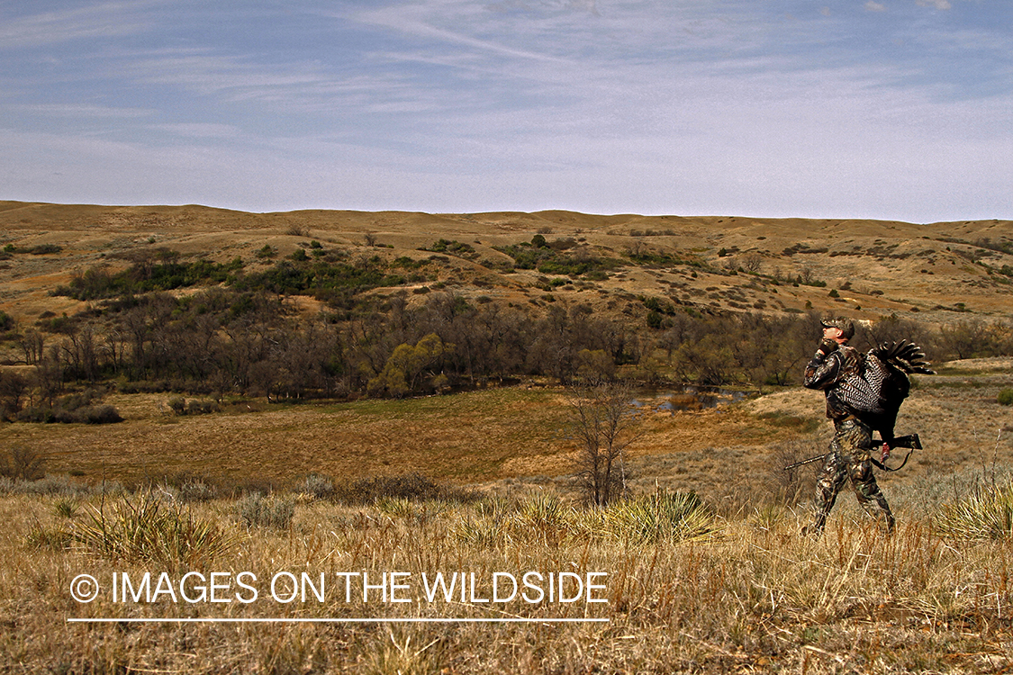 Turkey hunter with bagged merriam turkey.