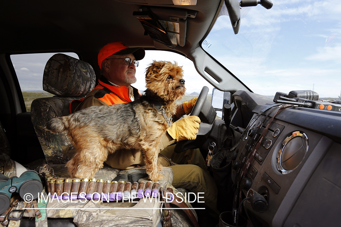 Upland game bird hunter driving with Yorkshire Terrier in Arizona.