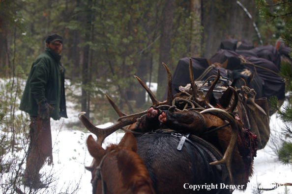 Elk hunt packstring in mountains