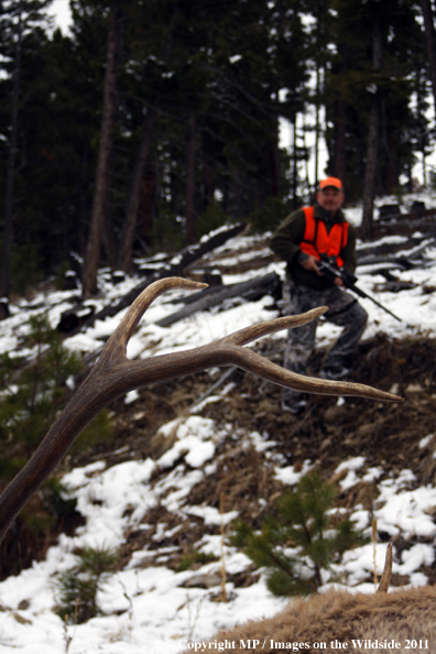 Big game hunter approaching downed elk.