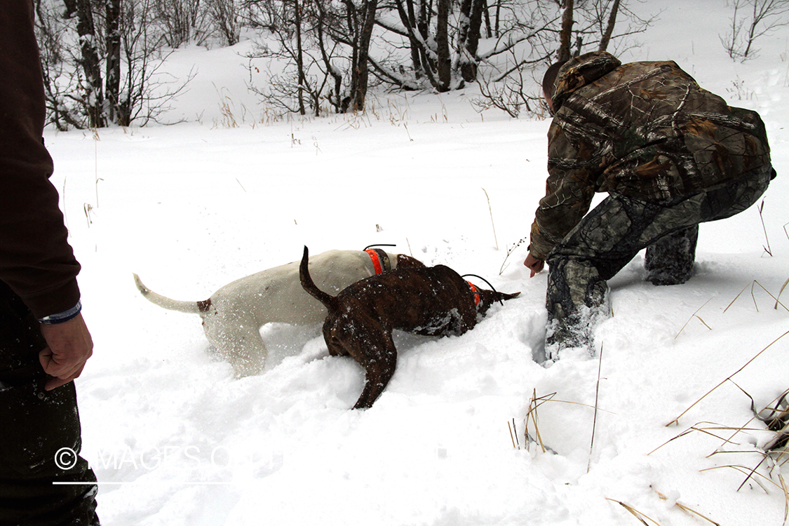 Hunter pointing dogs to mountain lion tracks.