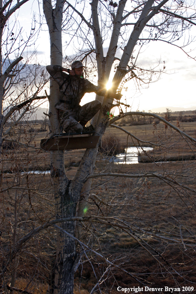 Bowhunter aiming bow from tree stand.