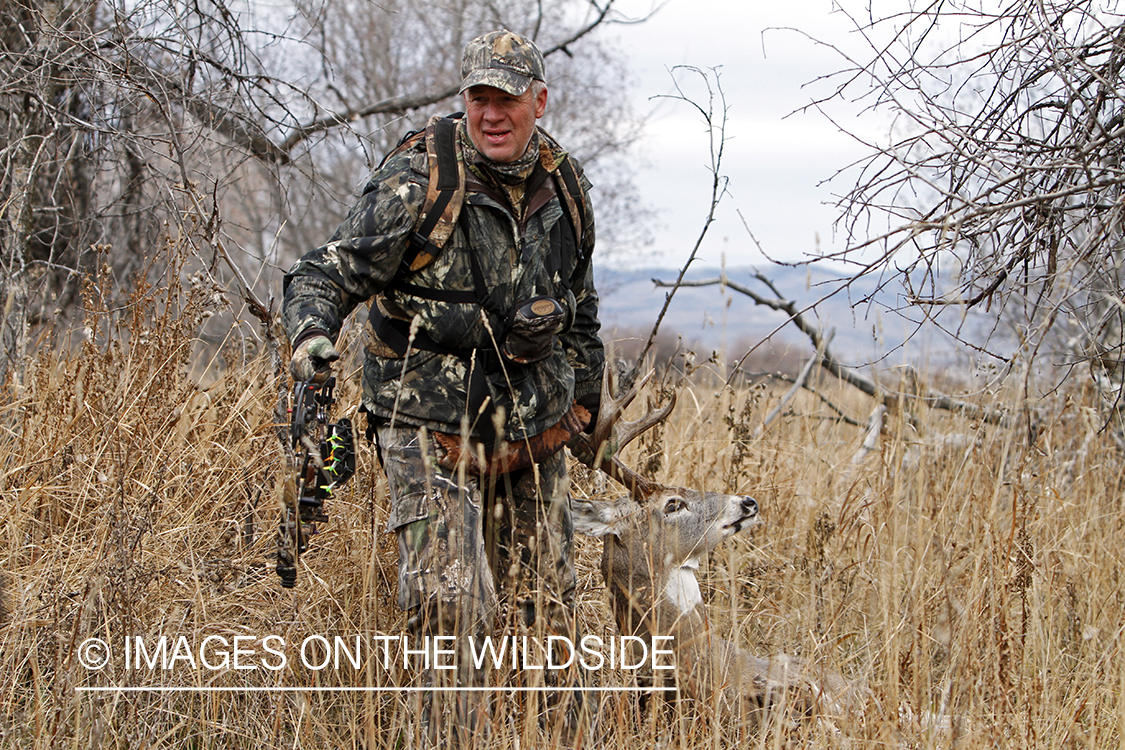 Bowhunter dragging bagged white-tailed buck.