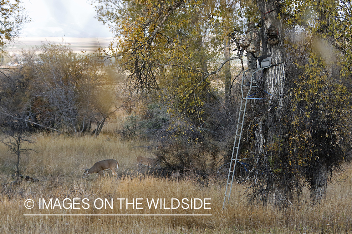 White-tailed deer nearing hunter in tree stand.