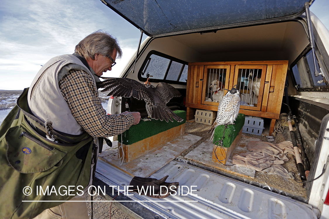 Falconer loading gyr falcons in truck.