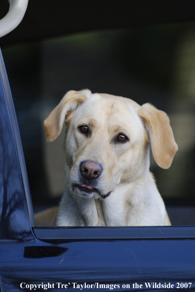 Yellow Labrador Retriever
