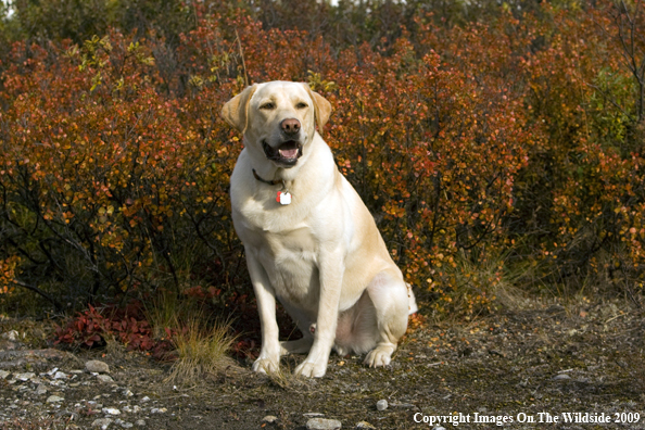 Yellow Labrador Retriever