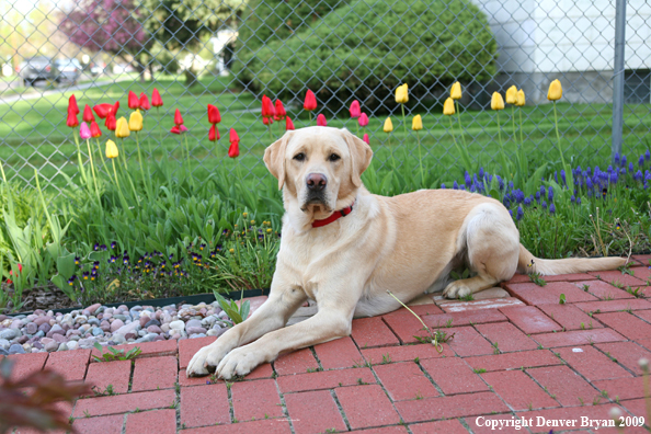 Yellow Labrador Retriever by flowers