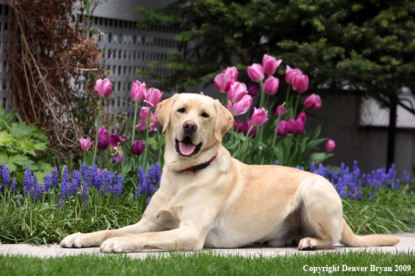 Yellow Labrador Retriever by flowers