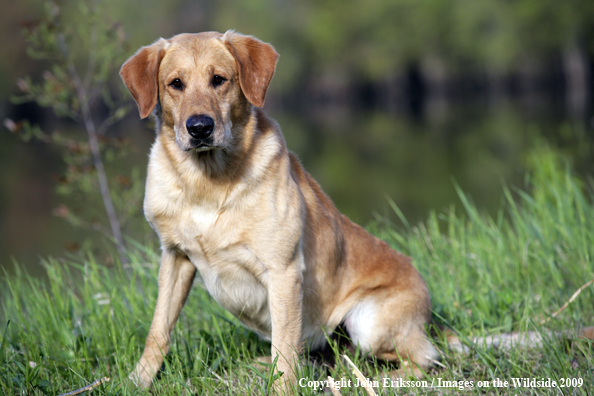 Yellow Labrador Retriever in field