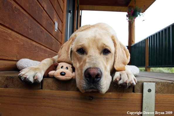 Yellow Labrador Retriever on deck with stuffed toy