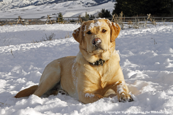 Yellow Labrador Retriever in winter. 