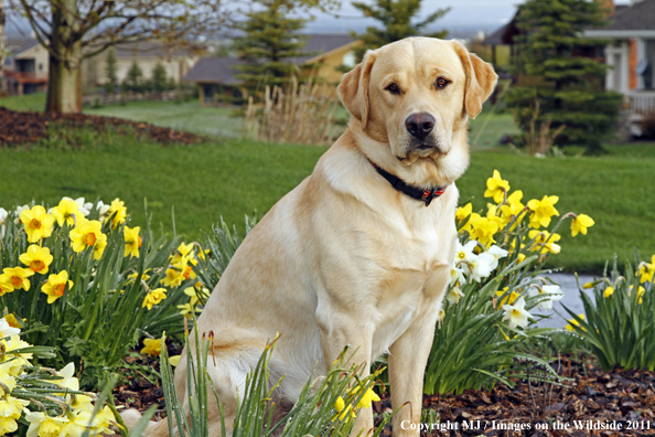 Yellow Labrador Retriever.