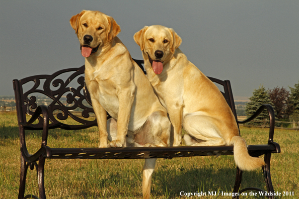 Yellow Labrador Retrievers.