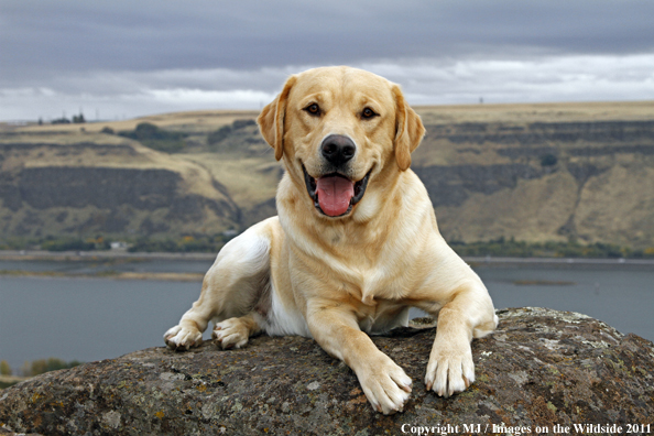 Yellow Labrador Retriever.