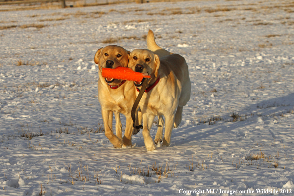 Yellow Labs playing. 