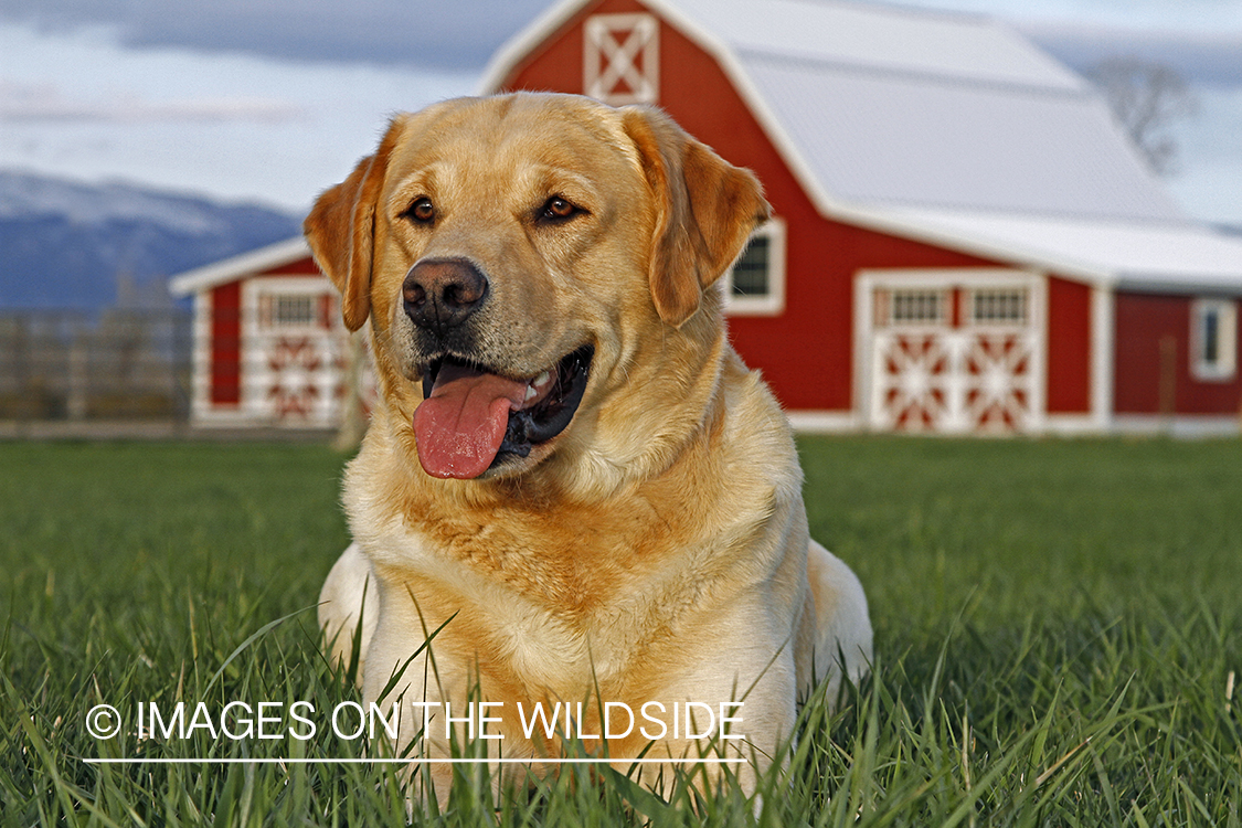Yellow Labrador Retriever
