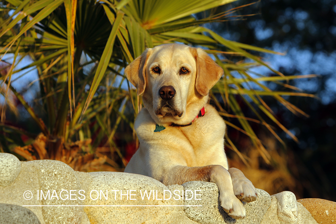 Yellow Lab in Mexico.