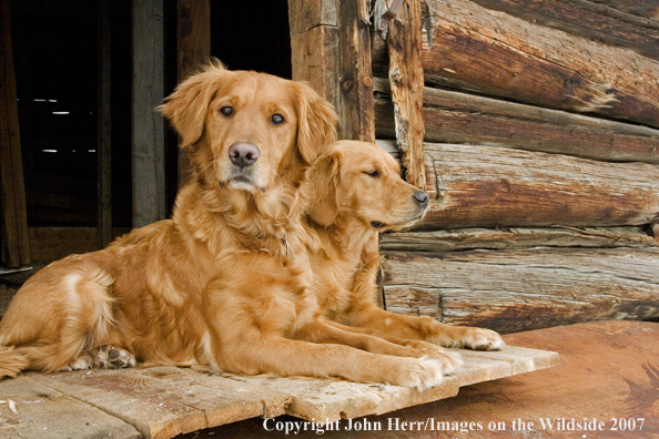 Golden Retrievers