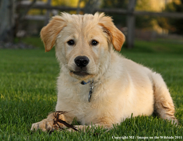 Golden Retriever Puppy.