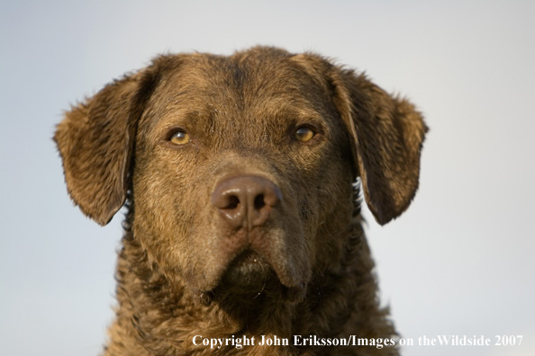 Chesapeake Bay Retriever