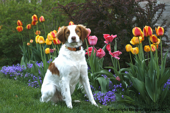 Brittany Spaniel