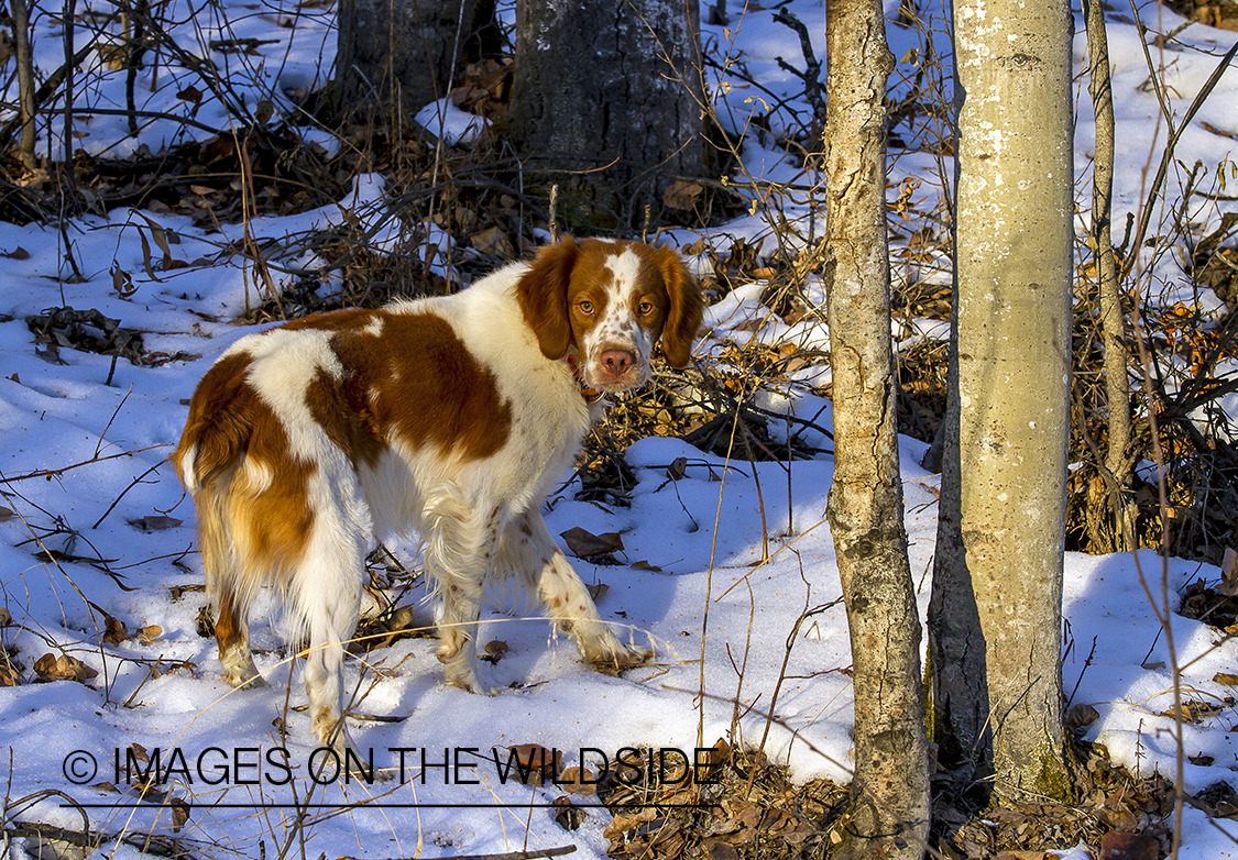 Brittany Spaniel in field.