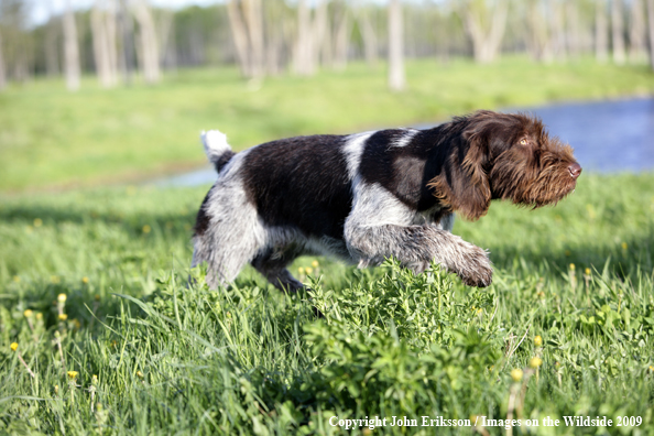 German Wirehair Pointer in field