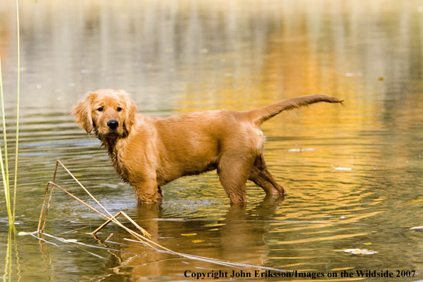 Golden Retriever puppy