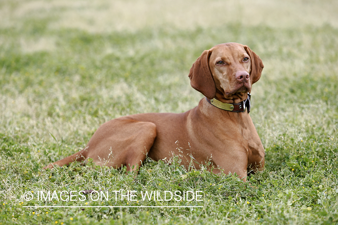 Vizsla in field. 