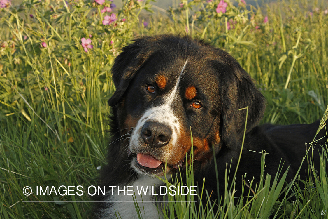 Bernese Mountain Dog. 