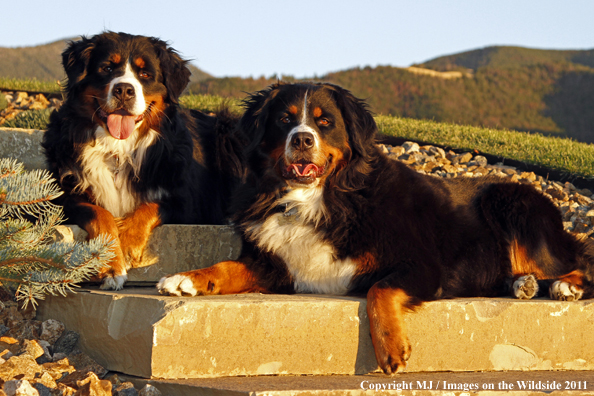 Bernese Mountain Dogs.