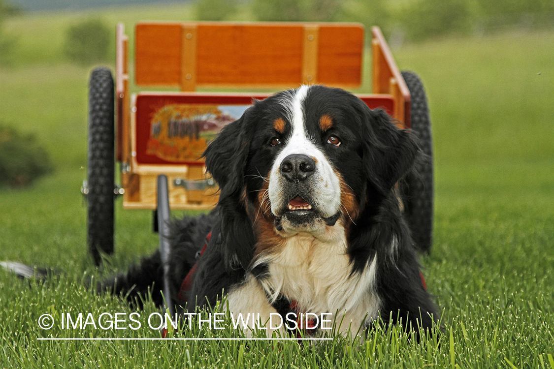 Bernese Mountain Dog pulling a wagon.