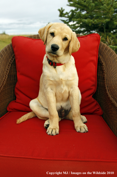 Yellow Labrador Retriever Puppy