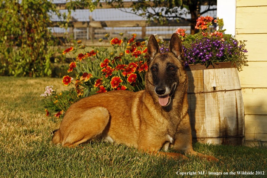 Malinois in yard.