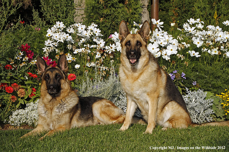 German Shepherds