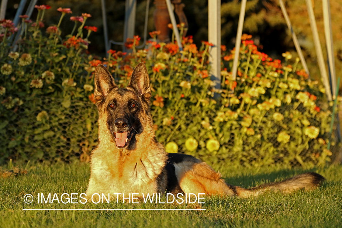 German Shepherd by flowerbed.