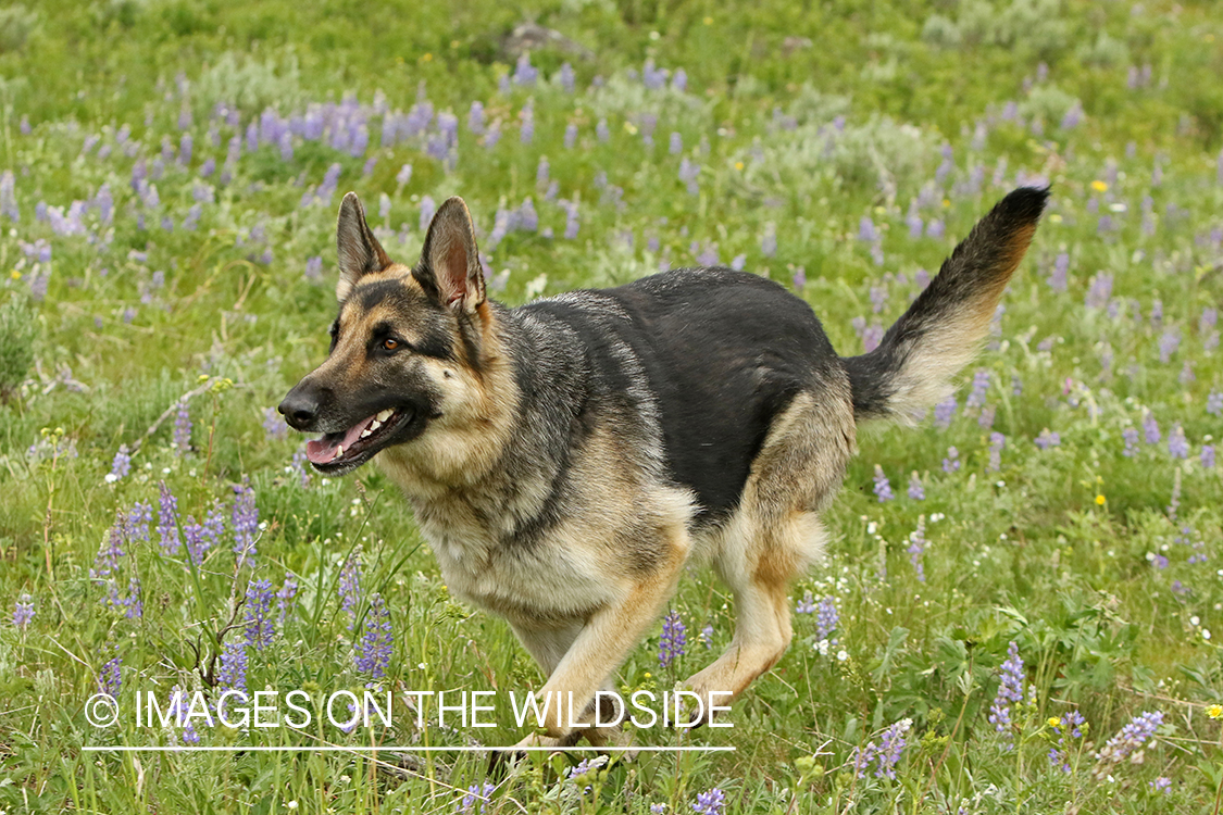 German Shepherd running.