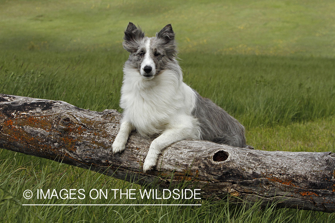 Sheltie in field. 
