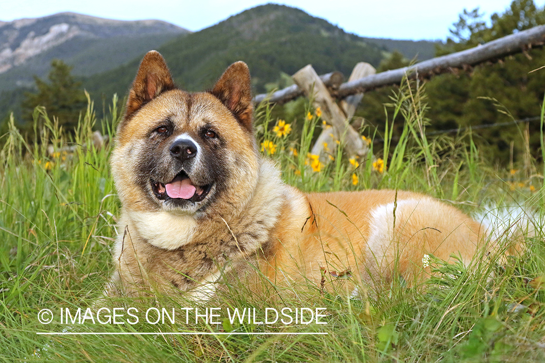 Akita dog in grass by wood fence.
