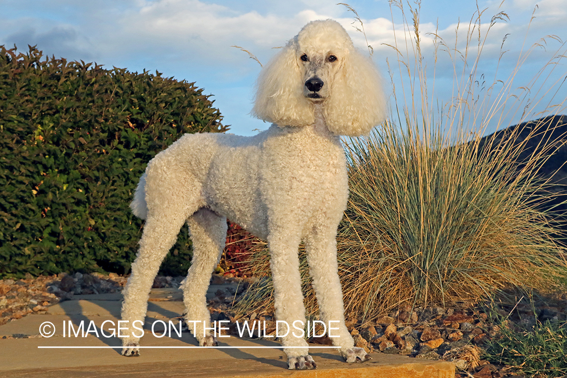 Standard Poodle on rock.