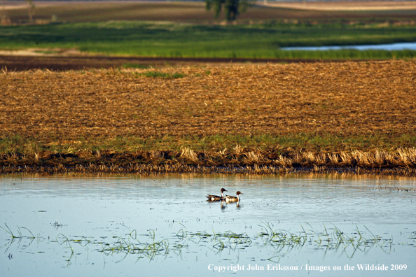 Pintail ducks on wetlands