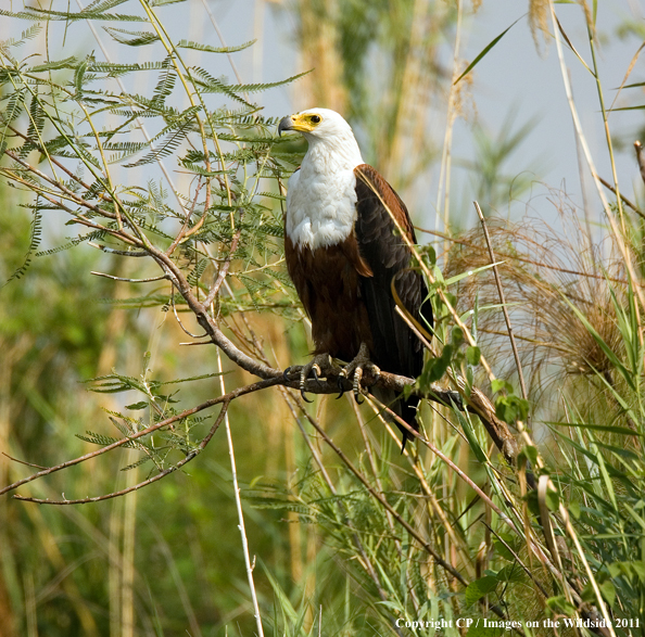 African fish eagle in tree. 