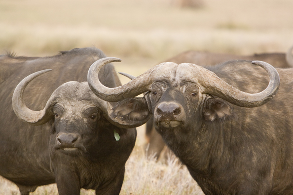 African Cape Buffalo